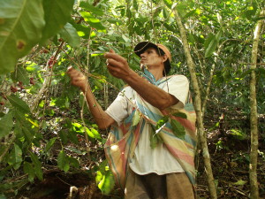 Cocla farmer